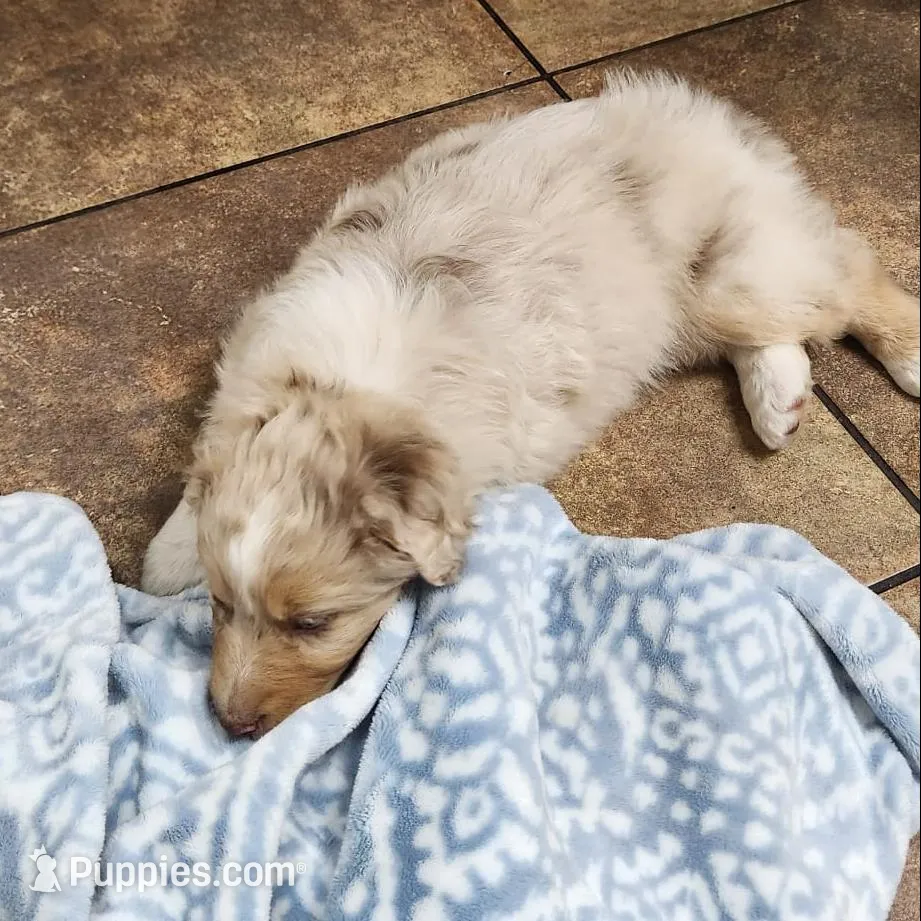 Aurora, a female Australian Shepherd for sale in Surprise, AZ – Photo 4 of 4