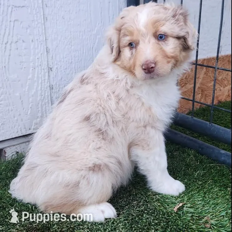Aurora – Australian Shepherd puppy for sale in Surprise, AZ
