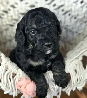 Noble, a male Miniature Goldendoodle for sale in Eugene, OR – 2 of 3
