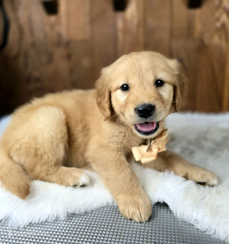 Gubbins – Golden Retriever puppy on hold in Eugene, OR
