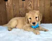 Gizmo, a male Golden Retriever for sale in Eugene, OR – 3 of 4