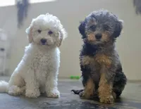 Liberty | Expected 10–15 lbs, a female Miniature Goldendoodle for sale in Eugene, OR – 7 of 7