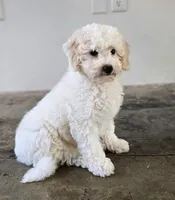 Justice | Expected 10–15 lbs, a male Miniature Goldendoodle for sale in Eugene, OR – 2 of 9