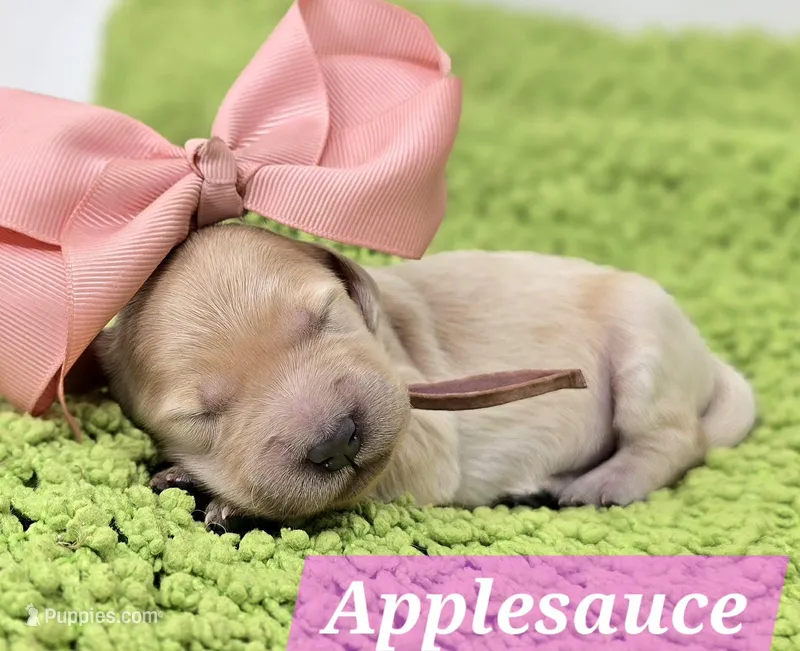 Applesauce – Goldendoodle puppy for sale in Eugene, OR