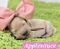 Applesauce, a female Goldendoodle for sale in Eugene, OR – 3 of 3