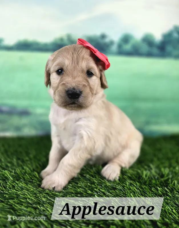 Applesauce – Goldendoodle puppy for sale in Eugene, OR