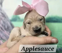 Applesauce, a female Goldendoodle for sale in Eugene, OR – 2 of 3