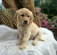 Applesauce | Flat Coat Standard Ultra Goldendoodle, a female Goldendoodle for sale in Eugene, OR – 4 of 10