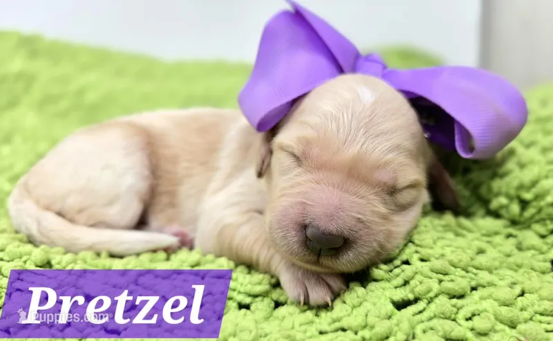Pretzel – Goldendoodle puppy for sale in Eugene, OR