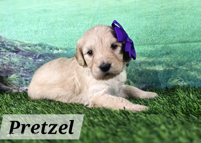 Pretzel – Goldendoodle puppy for sale in Eugene, OR