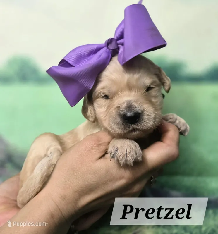 Pretzel – Goldendoodle puppy for sale in Eugene, OR