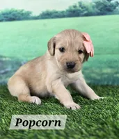 Popcorn - Service Prospect, a female Goldendoodle for sale in Eugene, OR – 1 of 3