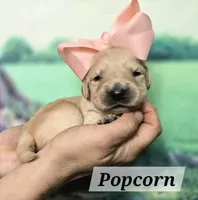Popcorn - Service Prospect, a female Goldendoodle for sale in Eugene, OR – 2 of 3
