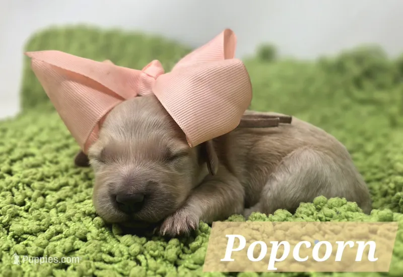Popcorn – Goldendoodle puppy for sale in Eugene, OR
