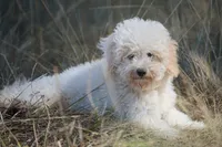 Justice | Expected 10–15 lbs, a male Miniature Goldendoodle for sale in Eugene, OR – 9 of 10