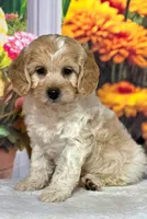 Ladybug, a female Miniature Goldendoodle for sale in Eugene, OR – 2 of 7