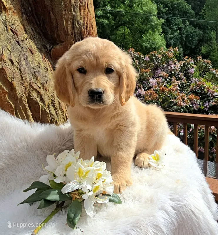 Cheese | Flat Coat Standard Ultra Goldendoodle – Goldendoodle puppy for sale in Eugene, OR