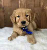 Snarfblat , a male Golden Retriever for sale in Eugene, OR – 4 of 7