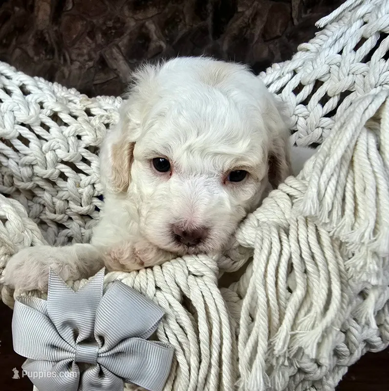 Justice – Miniature Goldendoodle puppy for sale in Eugene, OR