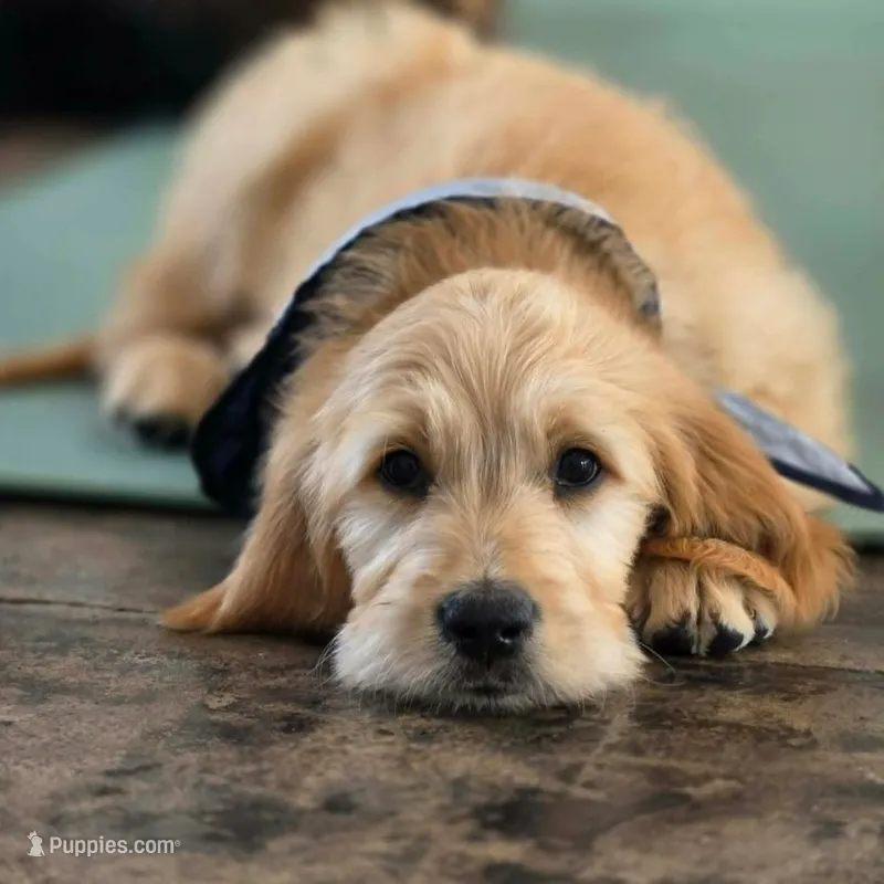 Cliffbar - ESA or Therapy Prospect – English Goldendoodle puppy for sale in Eugene, OR
