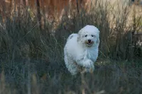 Justice | Expected 10–15 lbs, a male Miniature Goldendoodle for sale in Eugene, OR – 10 of 10