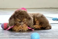 February | Medium 35-40#, a female English Goldendoodle for sale in Eugene, OR – 3 of 7