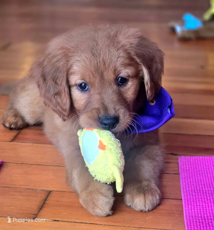 Snarfblat  – Golden Retriever puppy for sale in Eugene, OR