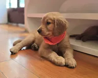 Dinglehopper, a male Golden Retriever for sale in Eugene, OR – 4 of 8