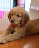 Dinglehopper, a male Golden Retriever for sale in Eugene, OR – 3 of 8