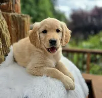 Popcorn - Service Prospect | Flat Coat Standard Ultra Goldendoodle, a female Goldendoodle for sale in Eugene, OR – 1 of 6