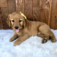 What's it, a female Golden Retriever for sale in Eugene, OR – 6 of 6