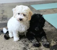 Justice | Expected 10–15 lbs, a male Miniature Goldendoodle for sale in Eugene, OR – 9 of 9