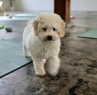Justice | Expected 10–15 lbs, a male Miniature Goldendoodle for sale in Eugene, OR – 4 of 9