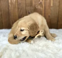 Gubbins, a male Golden Retriever for sale in Eugene, OR – 4 of 8
