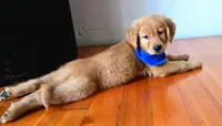 Snarfblat , a male Golden Retriever for sale in Eugene, OR – 7 of 7