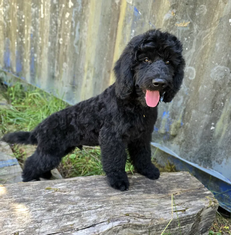 October – Well-Started Goldendoodle | Service & Therapy Prospect – English Goldendoodle puppy for sale in Eugene, OR