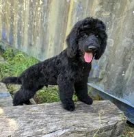 October – Well-Started Goldendoodle | Service & Therapy Prospect, a male English Goldendoodle for sale in Eugene, OR – 1 of 7