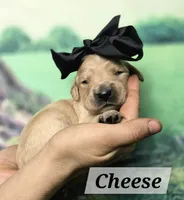 Cheese, a female Goldendoodle for sale in Eugene, OR – 3 of 4