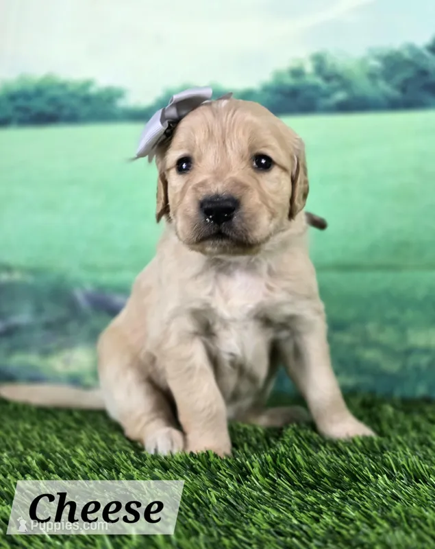 Cheese – Goldendoodle puppy for sale in Eugene, OR