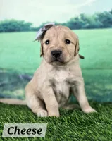 Cheese, a female Goldendoodle for sale in Eugene, OR – 1 of 4
