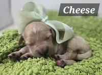 Cheese, a female Goldendoodle for sale in Eugene, OR – 4 of 4