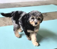 Liberty | Expected 10–15 lbs, a female Miniature Goldendoodle for sale in Eugene, OR – 5 of 7