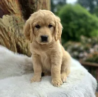 Cheese | Flat Coat Standard Ultra Goldendoodle, a female Goldendoodle for sale in Eugene, OR – 4 of 9