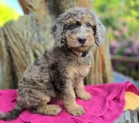 February | Medium 35-40#, a female English Goldendoodle for sale in Eugene, OR – 4 of 7