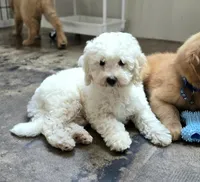 Justice | Expected 10–15 lbs, a male Miniature Goldendoodle for sale in Eugene, OR – 7 of 9