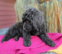 July - Medium 35-40#, a female English Goldendoodle for sale in Eugene, OR – 4 of 4