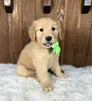 Widget, a male Golden Retriever for sale in Eugene, OR – 7 of 7