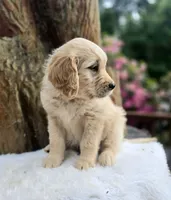Crackers | Straight Coat Standard Ultra Goldendoodle, a male Goldendoodle for sale in Eugene, OR – 2 of 8