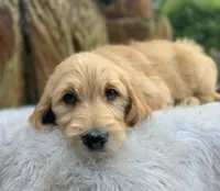 Cliffbar - ESA or Therapy Prospect, a male Goldendoodle for sale in Eugene, OR – 2 of 8