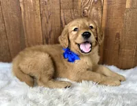 Snarfblat , a male Golden Retriever for sale in Eugene, OR – 3 of 7